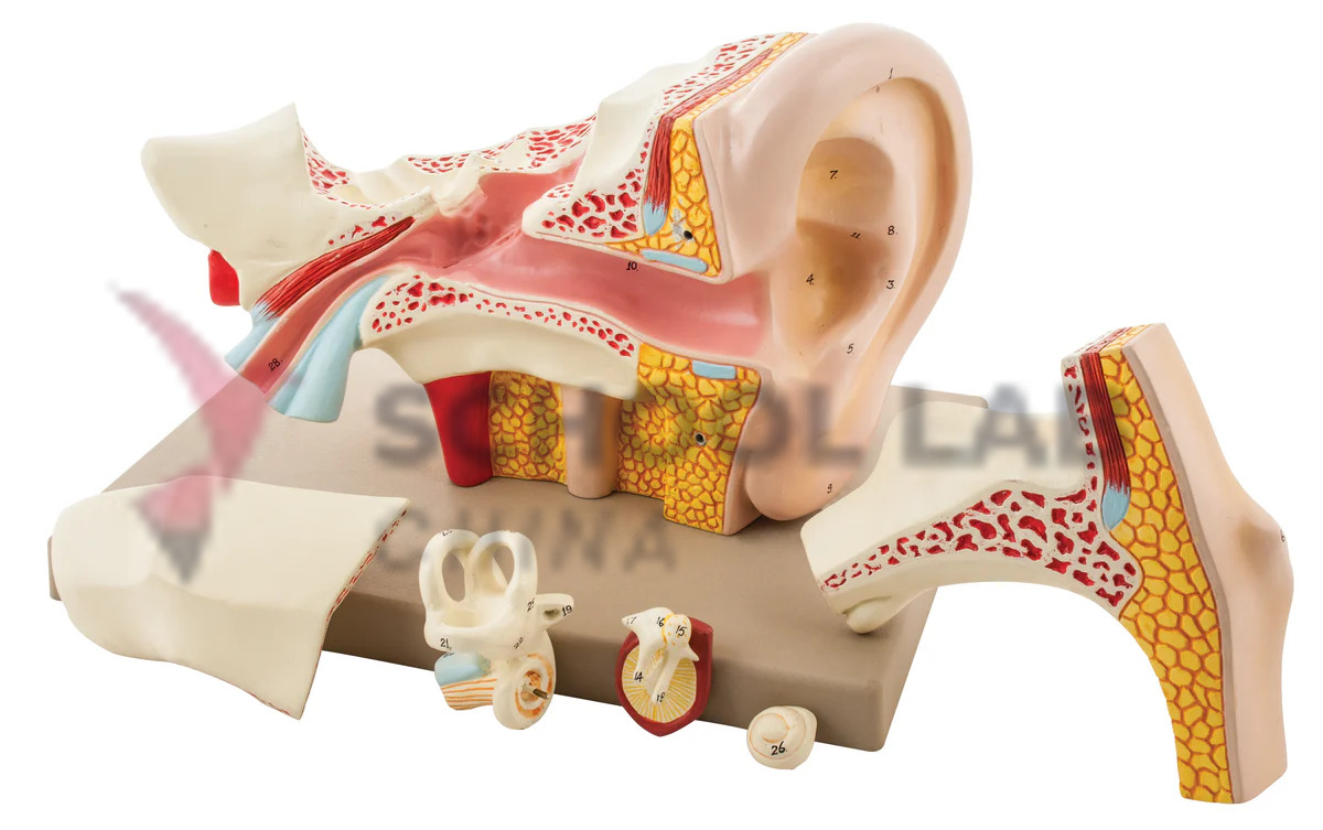 Human Ear Model